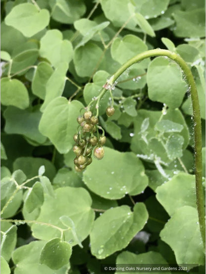 Vancouveria hexandra, Insideout Flower or Duck's Foot