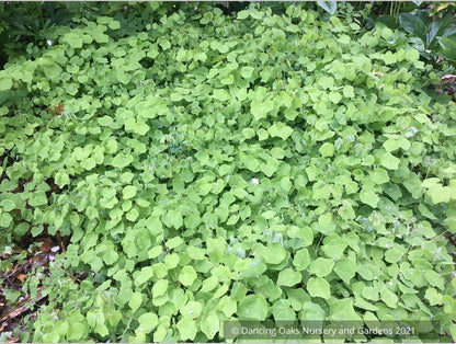 Vancouveria hexandra, Insideout Flower or Duck's Foot