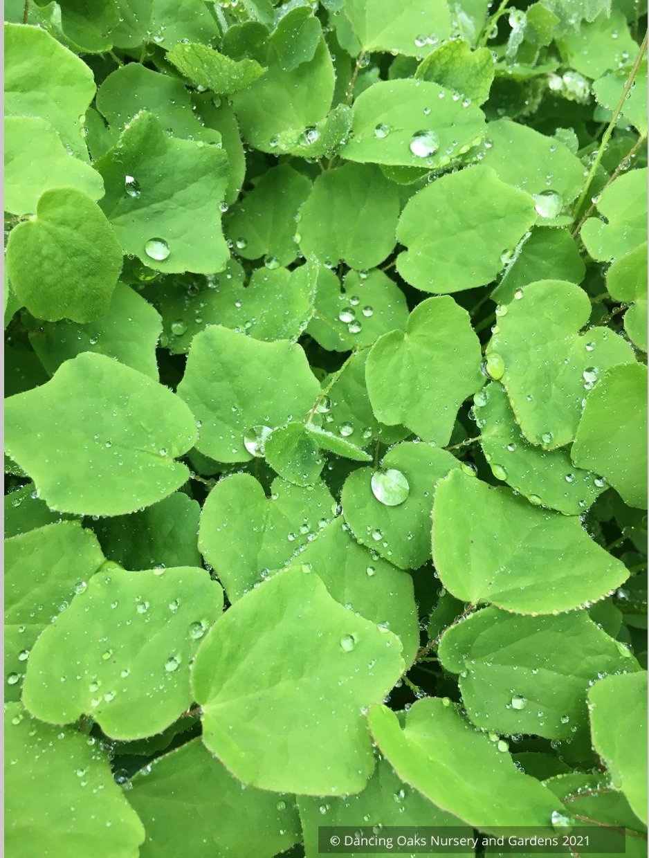 Vancouveria hexandra, Insideout Flower or Duck's Foot