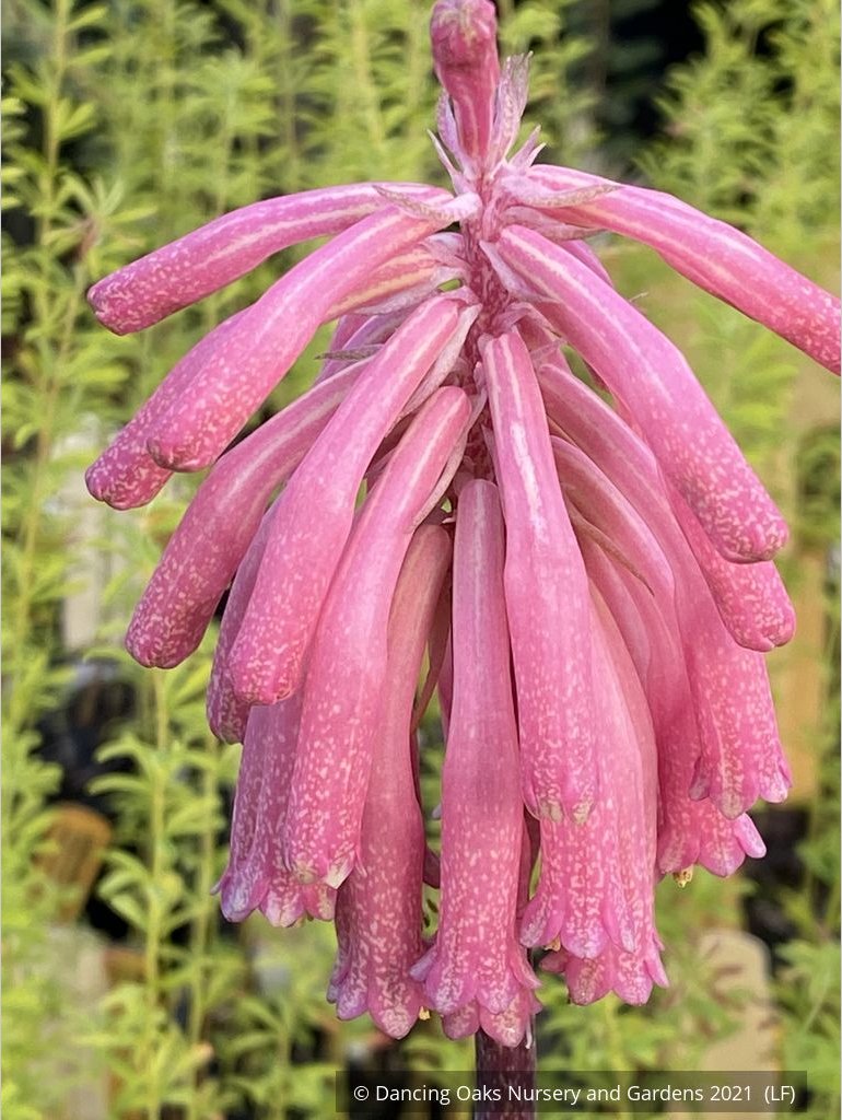 Bulbs & Tubers ~ Veltheimia bracteata, Forest Lily or Sand Onion ~ Dancing Oaks Nursery and Gardens ~ Retail Nursery ~ Mail Order Nursery