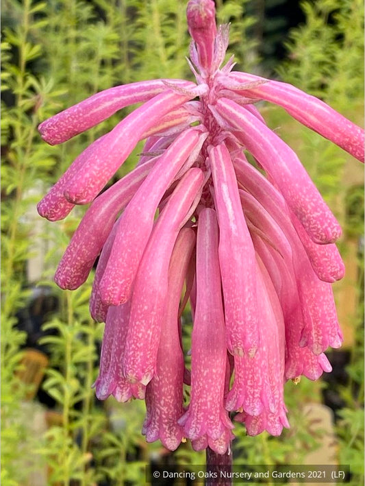 Bulbs & Tubers ~ Veltheimia bracteata, Forest Lily or Sand Onion ~ Dancing Oaks Nursery and Gardens ~ Retail Nursery ~ Mail Order Nursery