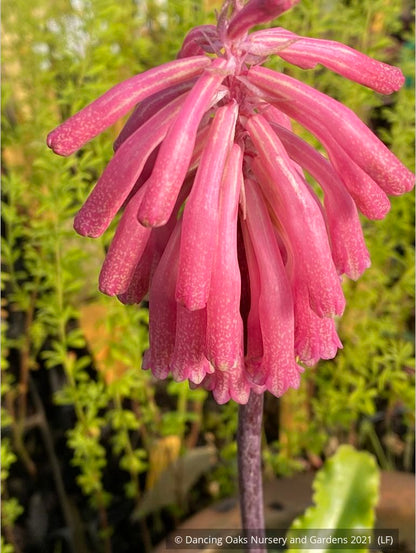 Bulbs & Tubers ~ Veltheimia bracteata, Forest Lily or Sand Onion ~ Dancing Oaks Nursery and Gardens ~ Retail Nursery ~ Mail Order Nursery