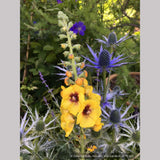 Perennials ~ Verbascum 'Gold Nugget', Mullein ~ Dancing Oaks Nursery and Gardens ~ Retail Nursery ~ Mail Order Nursery