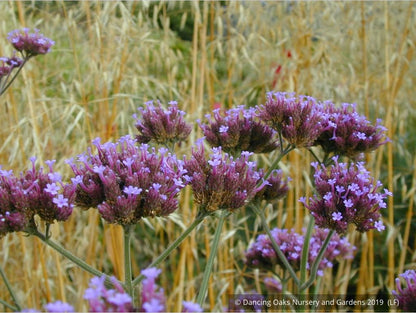 Perennials ~ Verbena bonariensis, Tall Verbena or Argentinian Vervain ~ Dancing Oaks Nursery and Gardens ~ Retail Nursery ~ Mail Order Nursery