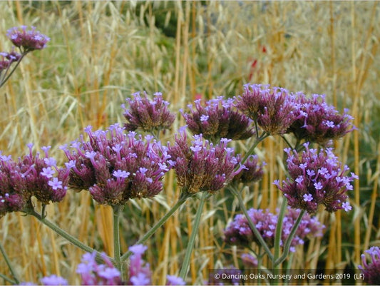 Perennials ~ Verbena bonariensis, Tall Verbena or Argentinian Vervain ~ Dancing Oaks Nursery and Gardens ~ Retail Nursery ~ Mail Order Nursery