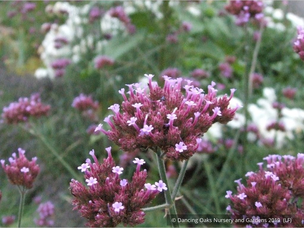 Perennials ~ Verbena bonariensis, Tall Verbena or Argentinian Vervain ~ Dancing Oaks Nursery and Gardens ~ Retail Nursery ~ Mail Order Nursery