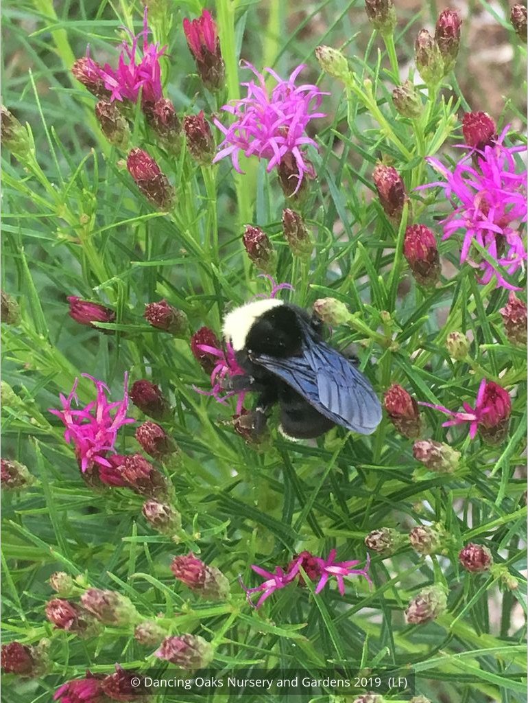 Perennials ~ Vernonia lettermanii 'Iron Butterfly', Ironweed ~ Dancing Oaks Nursery and Gardens ~ Retail Nursery ~ Mail Order Nursery