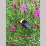 Perennials ~ Vernonia lettermanii 'Iron Butterfly', Ironweed ~ Dancing Oaks Nursery and Gardens ~ Retail Nursery ~ Mail Order Nursery