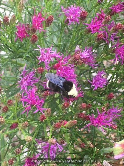 Perennials ~ Vernonia lettermanii 'Iron Butterfly', Ironweed ~ Dancing Oaks Nursery and Gardens ~ Retail Nursery ~ Mail Order Nursery
