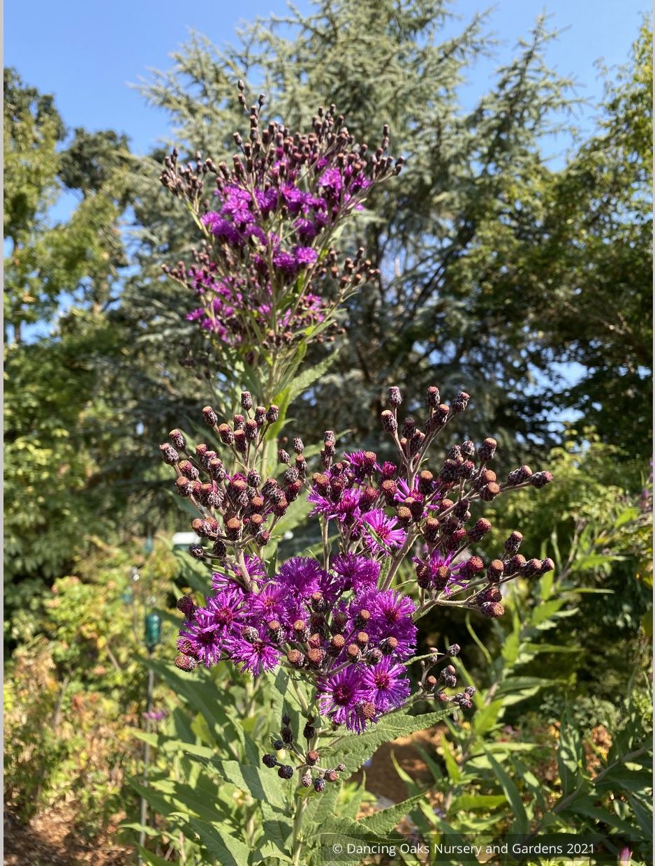 Perennials ~ Vernonia missurica, Ironweed ~ Dancing Oaks Nursery and Gardens ~ Retail Nursery ~ Mail Order Nursery