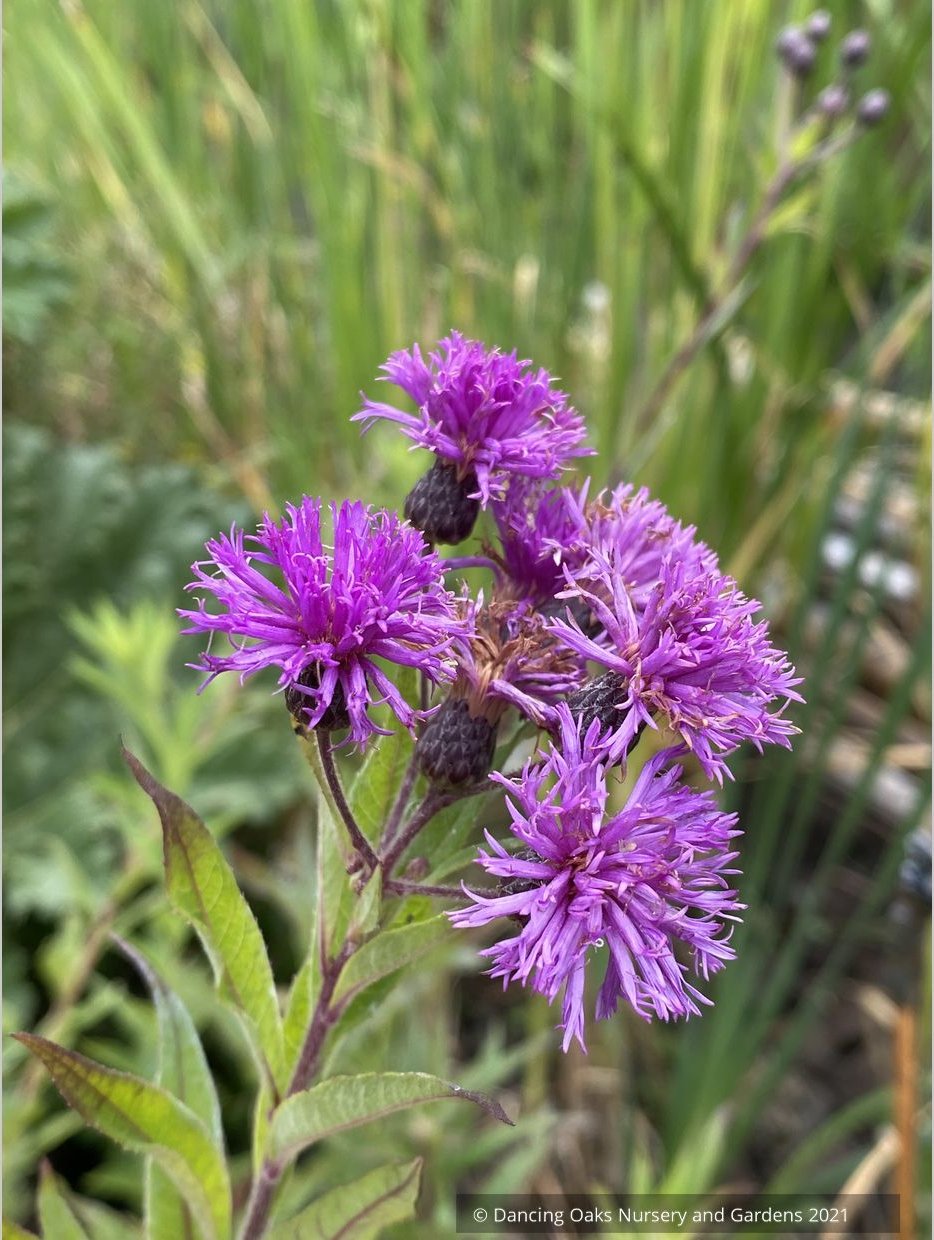 Perennials ~ Vernonia missurica, Ironweed ~ Dancing Oaks Nursery and Gardens ~ Retail Nursery ~ Mail Order Nursery