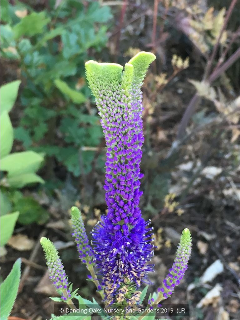Perennials ~ Veronica 'Cristata', Crested Veronica ~ Dancing Oaks Nursery and Gardens ~ Retail Nursery ~ Mail Order Nursery