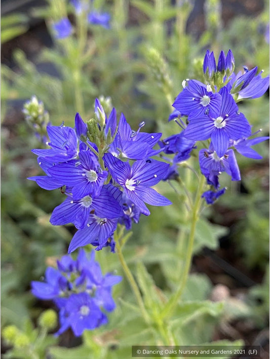 Perennials ~ Veronica austriaca subsp. teucrium 'Crater Lake Blue', Saw-Leaved Speedwell ~ Dancing Oaks Nursery and Gardens ~ Retail Nursery ~ Mail Order Nursery
