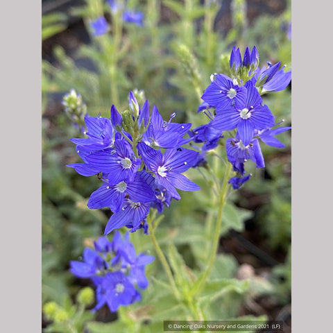 Perennials ~ Veronica austriaca subsp. teucrium 'Crater Lake Blue', Saw-Leaved Speedwell ~ Dancing Oaks Nursery and Gardens ~ Retail Nursery ~ Mail Order Nursery