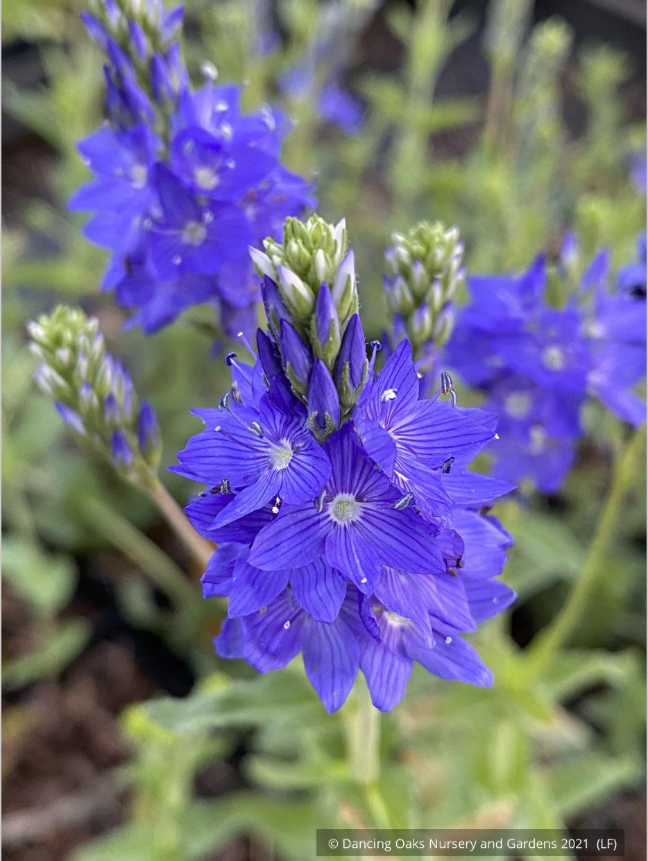 Perennials ~ Veronica austriaca subsp. teucrium 'Crater Lake Blue', Saw-Leaved Speedwell ~ Dancing Oaks Nursery and Gardens ~ Retail Nursery ~ Mail Order Nursery