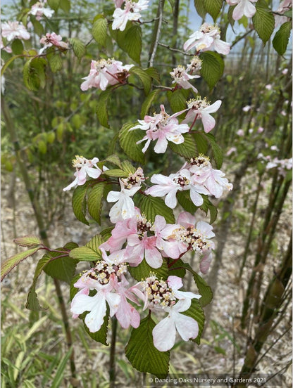 Viburnum plicatum f. tomentosum 'Pink Beauty', Pink Beauty Japanese Snowball