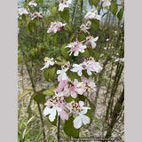 Viburnum plicatum f. tomentosum 'Pink Beauty', Pink Beauty Japanese Snowball
