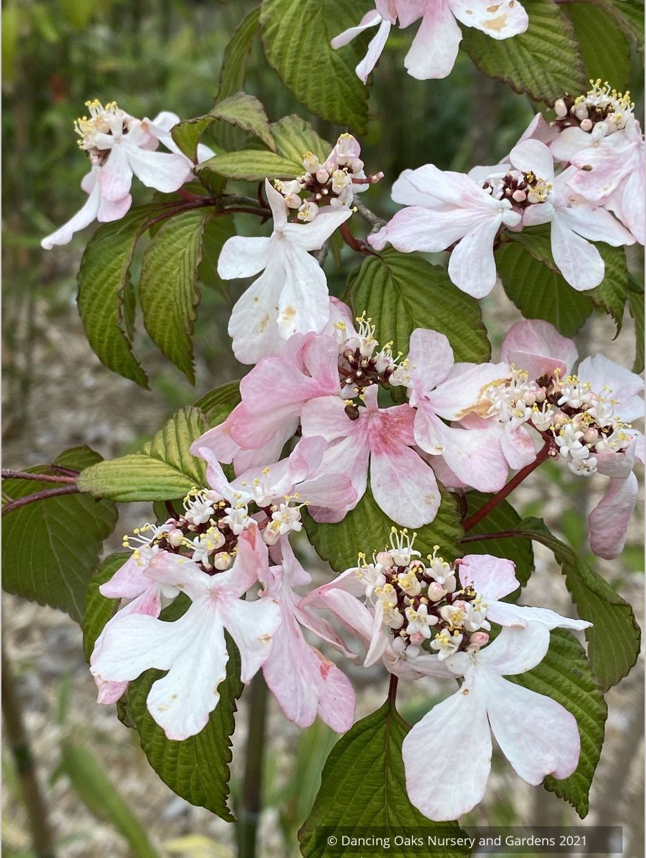 Viburnum plicatum f. tomentosum 'Pink Beauty', Pink Beauty Japanese Snowball