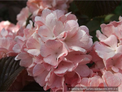 Shrubs ~ Viburnum plicatum var. plicatum 'Pink Sensation', Pink Snowball Viburnum ~ Dancing Oaks Nursery and Gardens ~ Retail Nursery ~ Mail Order Nursery