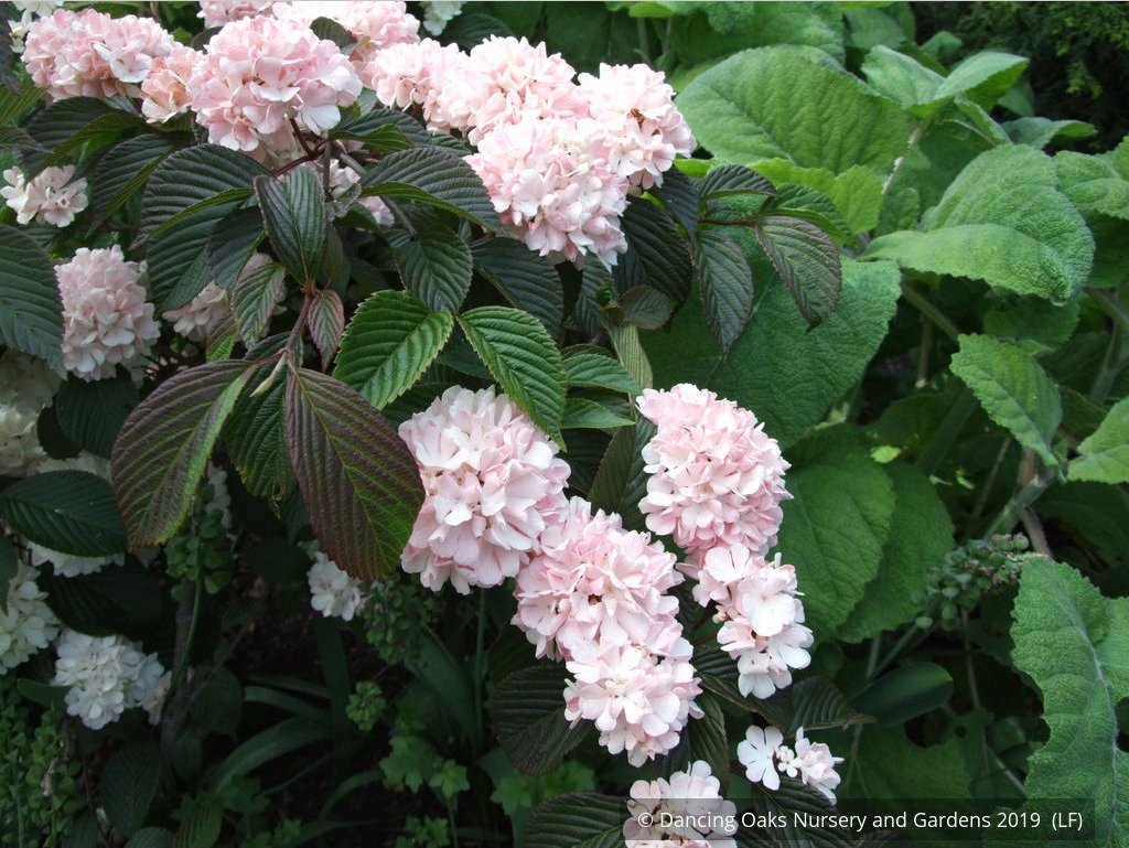Shrubs ~ Viburnum plicatum var. plicatum 'Pink Sensation', Pink Snowball Viburnum ~ Dancing Oaks Nursery and Gardens ~ Retail Nursery ~ Mail Order Nursery