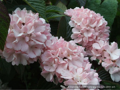 Shrubs ~ Viburnum plicatum var. plicatum 'Pink Sensation', Pink Snowball Viburnum ~ Dancing Oaks Nursery and Gardens ~ Retail Nursery ~ Mail Order Nursery