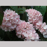 Shrubs ~ Viburnum plicatum var. plicatum 'Pink Sensation', Pink Snowball Viburnum ~ Dancing Oaks Nursery and Gardens ~ Retail Nursery ~ Mail Order Nursery