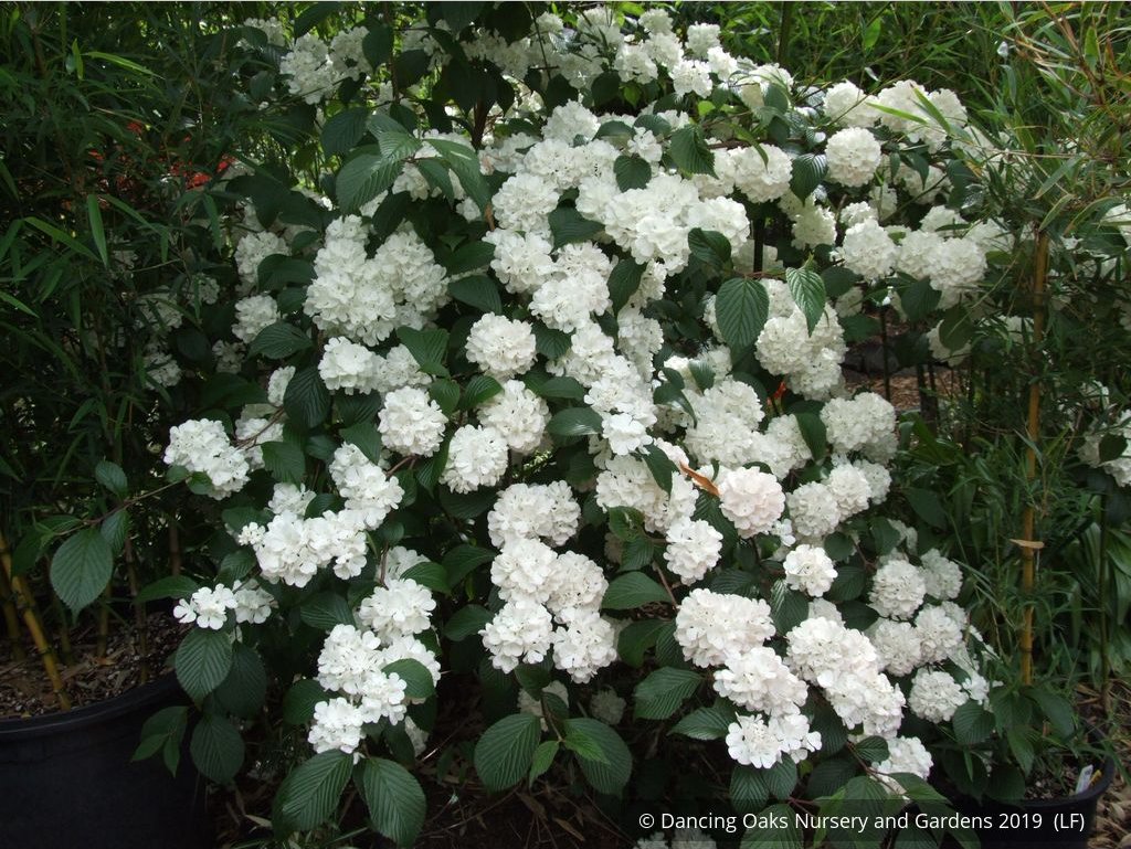 Shrubs ~ Viburnum plicatum var. plicatum 'Pink Sensation', Pink Snowball Viburnum ~ Dancing Oaks Nursery and Gardens ~ Retail Nursery ~ Mail Order Nursery