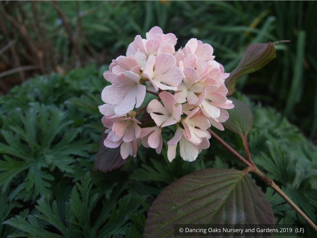 Shrubs ~ Viburnum plicatum var. plicatum 'Pink Sensation', Pink Snowball Viburnum ~ Dancing Oaks Nursery and Gardens ~ Retail Nursery ~ Mail Order Nursery