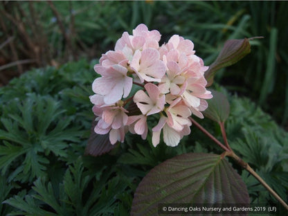 Shrubs ~ Viburnum plicatum var. plicatum 'Pink Sensation', Pink Snowball Viburnum ~ Dancing Oaks Nursery and Gardens ~ Retail Nursery ~ Mail Order Nursery