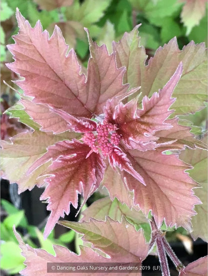 Shrubs ~ Viburnum sargentii 'Onondaga', Onondaga Viburnum ~ Dancing Oaks Nursery and Gardens ~ Retail Nursery ~ Mail Order Nursery