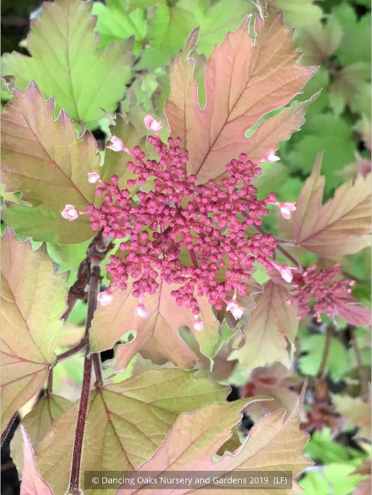 Shrubs ~ Viburnum sargentii 'Onondaga', Onondaga Viburnum ~ Dancing Oaks Nursery and Gardens ~ Retail Nursery ~ Mail Order Nursery