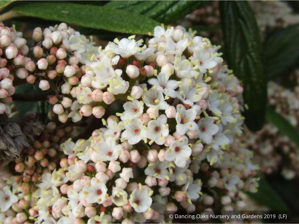 Shrubs ~ Viburnum x 'Pragense', Pragense Viburnum ~ Dancing Oaks Nursery and Gardens ~ Retail Nursery ~ Mail Order Nursery