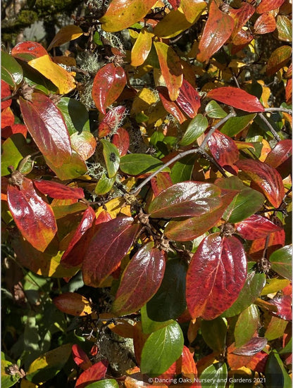 Viburnum x burkwoodii