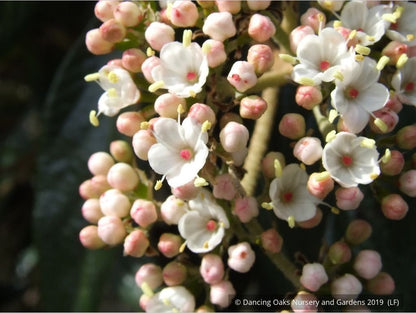Shrubs ~ Viburnum x 'Pragense', Pragense Viburnum ~ Dancing Oaks Nursery and Gardens ~ Retail Nursery ~ Mail Order Nursery
