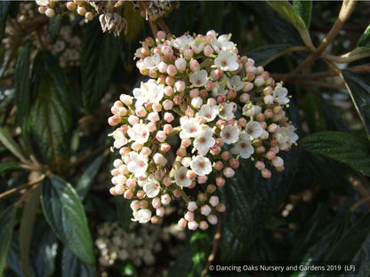 Shrubs ~ Viburnum x 'Pragense', Pragense Viburnum ~ Dancing Oaks Nursery and Gardens ~ Retail Nursery ~ Mail Order Nursery