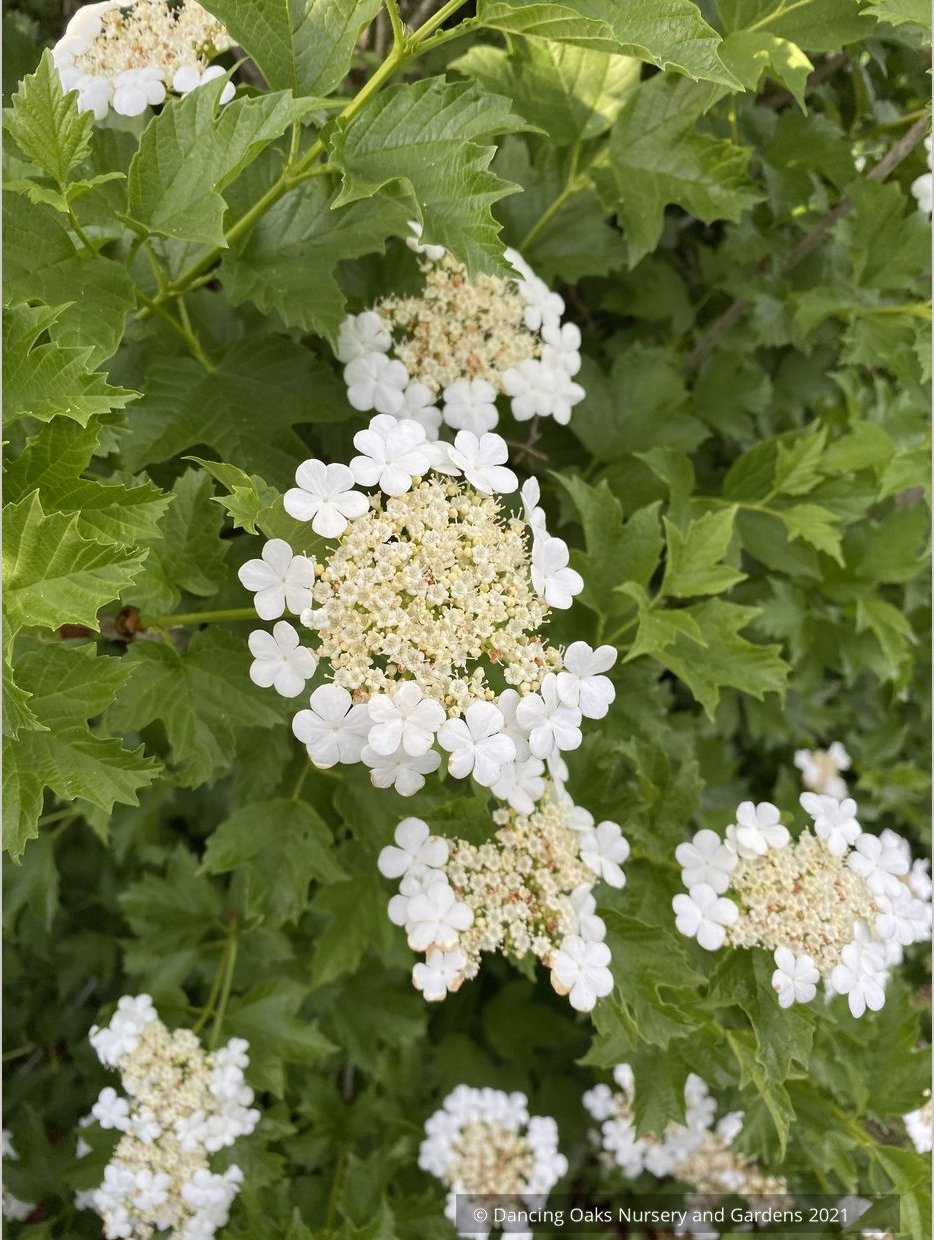 Viburnum opulus 'Xanthocarpum', Yellow-fruited Cranberry Bush