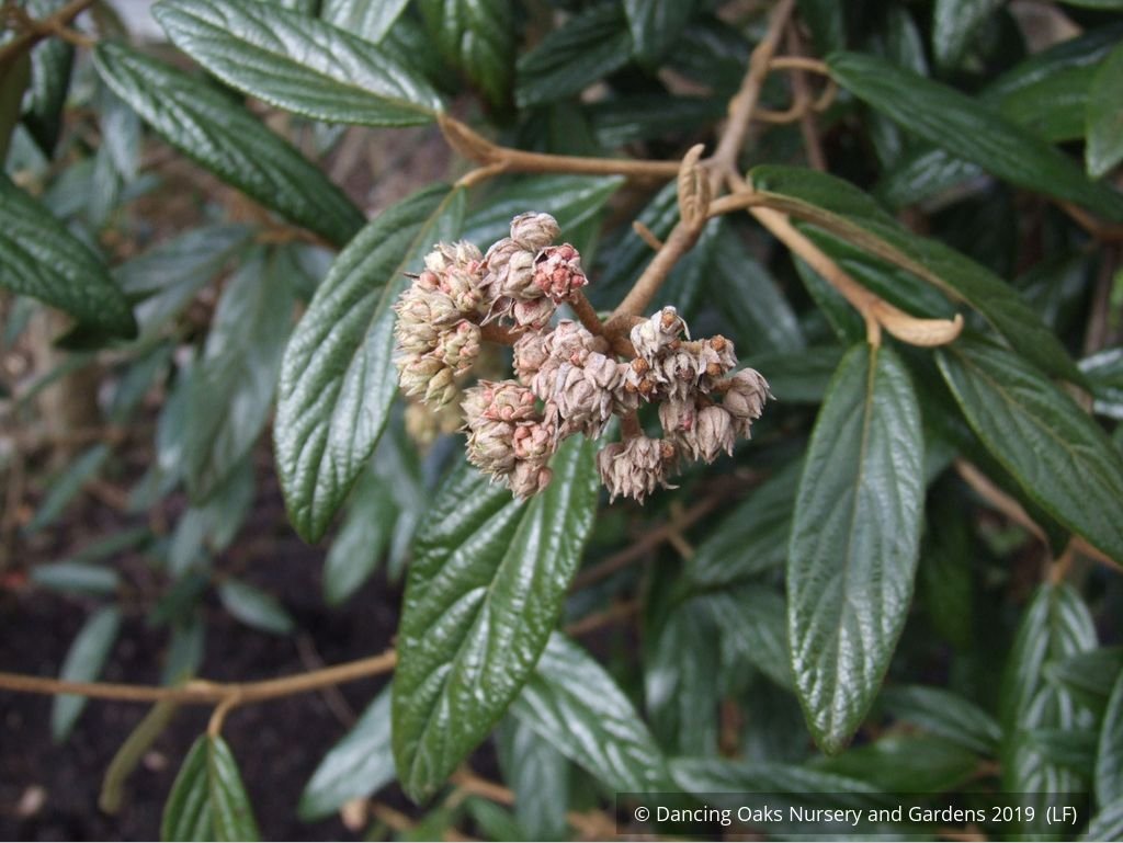 Shrubs ~ Viburnum x 'Pragense', Pragense Viburnum ~ Dancing Oaks Nursery and Gardens ~ Retail Nursery ~ Mail Order Nursery