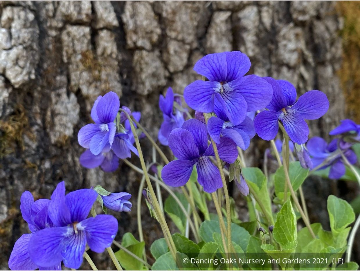 Perennials ~ Viola adunca, Western Dog Violet ~ Dancing Oaks Nursery and Gardens ~ Retail Nursery ~ Mail Order Nursery