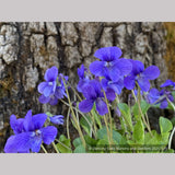 Perennials ~ Viola adunca, Western Dog Violet ~ Dancing Oaks Nursery and Gardens ~ Retail Nursery ~ Mail Order Nursery