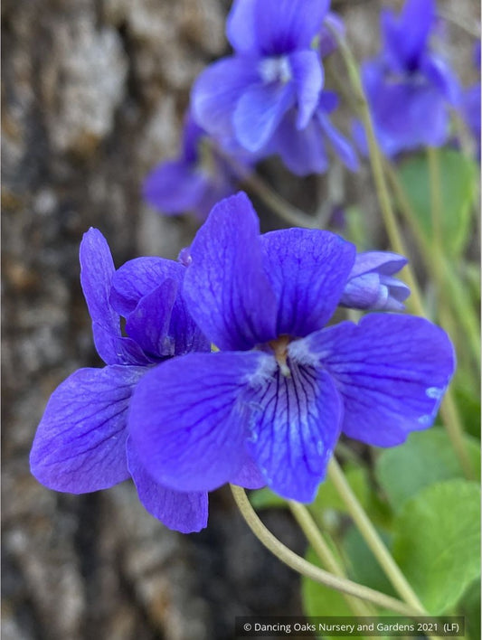 Perennials ~ Viola adunca, Western Dog Violet ~ Dancing Oaks Nursery and Gardens ~ Retail Nursery ~ Mail Order Nursery