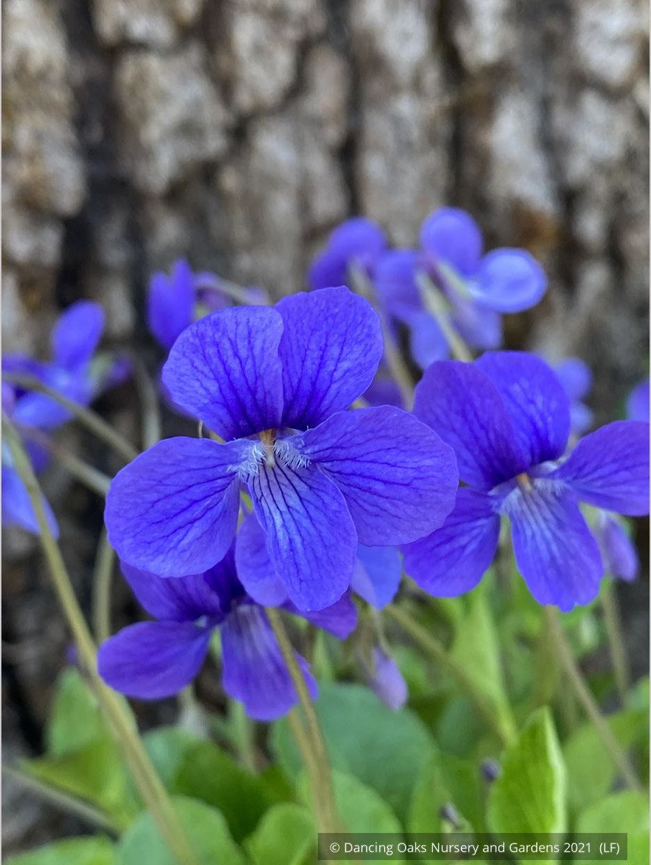Perennials ~ Viola adunca, Western Dog Violet ~ Dancing Oaks Nursery and Gardens ~ Retail Nursery ~ Mail Order Nursery