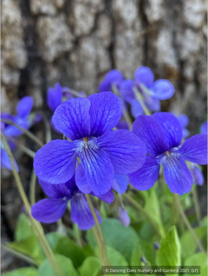 Perennials ~ Viola adunca, Western Dog Violet ~ Dancing Oaks Nursery and Gardens ~ Retail Nursery ~ Mail Order Nursery