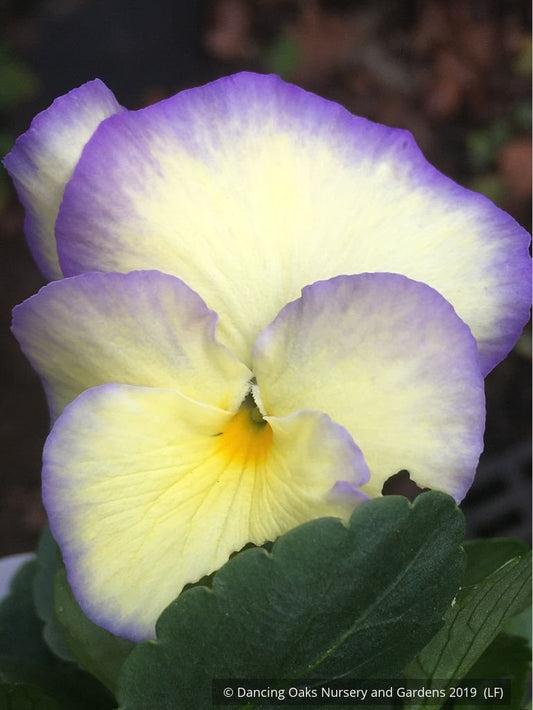 Perennials ~ Viola cornuta 'Etain', Violet, Pansy ~ Dancing Oaks Nursery and Gardens ~ Retail Nursery ~ Mail Order Nursery