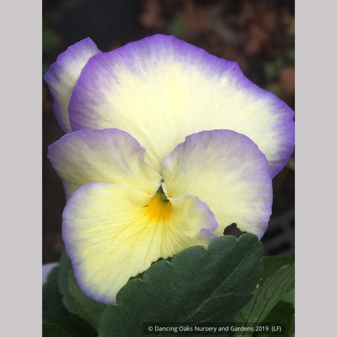 Perennials ~ Viola cornuta 'Etain', Violet, Pansy ~ Dancing Oaks Nursery and Gardens ~ Retail Nursery ~ Mail Order Nursery