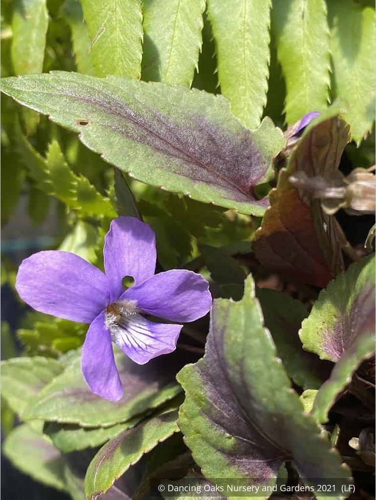 Perennials ~ Viola 'Heartthrob', Heartthrob Hardy Violet ~ Dancing Oaks Nursery and Gardens ~ Retail Nursery ~ Mail Order Nursery