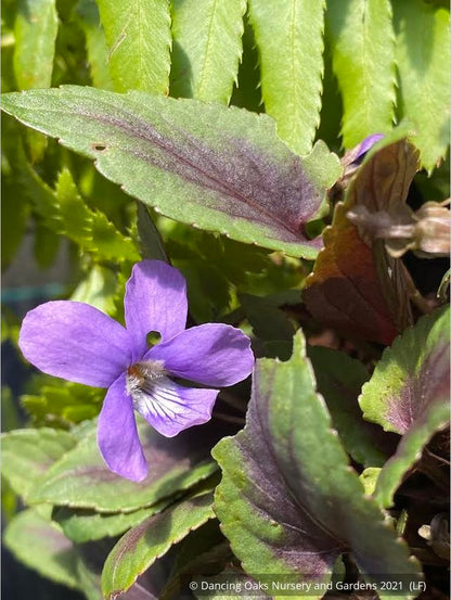 Perennials ~ Viola 'Heartthrob', Heartthrob Hardy Violet ~ Dancing Oaks Nursery and Gardens ~ Retail Nursery ~ Mail Order Nursery
