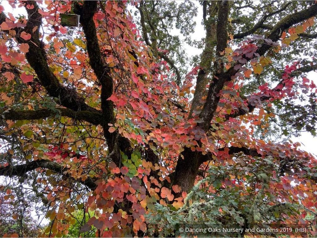 Vines ~ Vitis coignetiae, Crimson Glory Vine ~ Dancing Oaks Nursery and Gardens ~ Retail Nursery ~ Mail Order Nursery