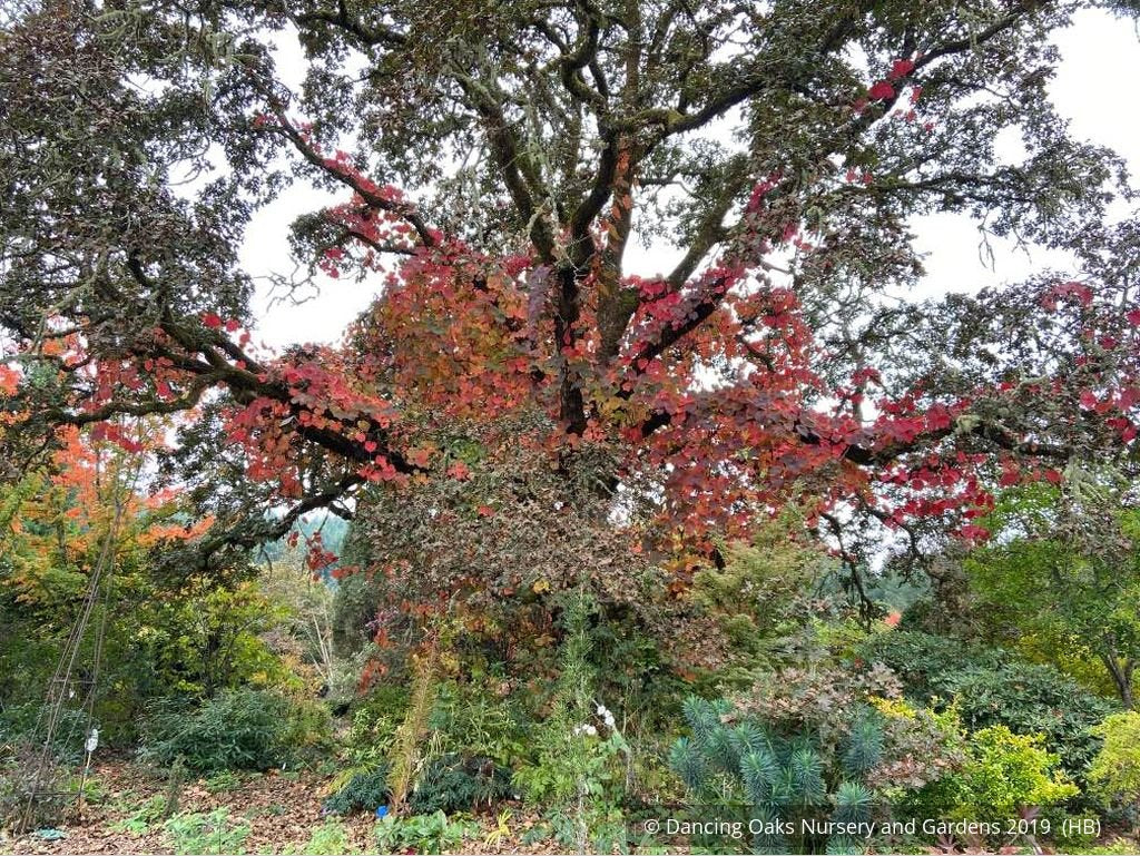 Vines ~ Vitis coignetiae, Crimson Glory Vine ~ Dancing Oaks Nursery and Gardens ~ Retail Nursery ~ Mail Order Nursery