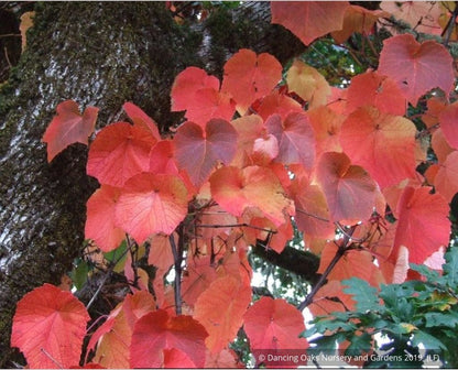 Vines ~ Vitis coignetiae, Crimson Glory Vine ~ Dancing Oaks Nursery and Gardens ~ Retail Nursery ~ Mail Order Nursery