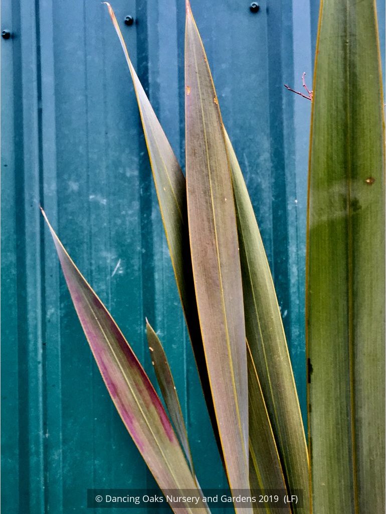 Bulbs & Tubers ~ Watsonia species (Pink), Bugle Flower ~ Dancing Oaks Nursery and Gardens ~ Retail Nursery ~ Mail Order Nursery